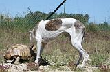 GREYHOUND & TORTUE GEOCHELONE SULCATA 044